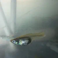 ماهیگپی|ماهی|سبزوار, قلعهنو دهزار|دیوار