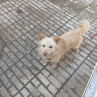 یک عدد سگ پا کوتاه گم شده در محدوده هاتف