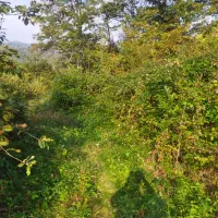 ۲۵۰ متر زمین مسکونی اطراف اطاقور