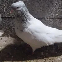 کفتر کله الماسی وآبی وساده