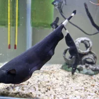 ۲عدد ماهی بلک گوست سایز درشت جفتی ۷۰۰تومن