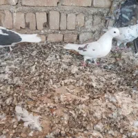 پرنده|پرنده|جوادآباد, |دیوار