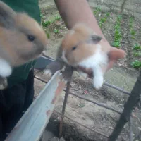 بچه خرگوش لوپ