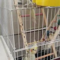 عروس هلندی مولد|پرنده|بجنورد, |دیوار