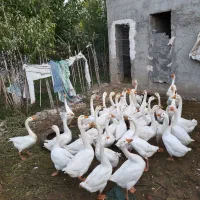 غاز چینی|حیوانات مزرعه|جلین, |دیوار