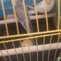 جفت عروس مولدباجوجه