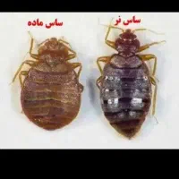 سم پاشی  رایان سمپاشی مطمئن واصولی