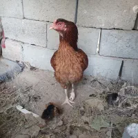 مرغ با دو تا جوجه|حیوانات مزرعه|بند زرک, |دیوار