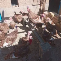 بوقلمون بوربون