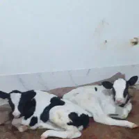 کارگر برای گاوداری میخوام