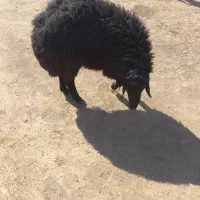 قوچ دودندان|حیوانات مزرعه|عطاملک, |دیوار