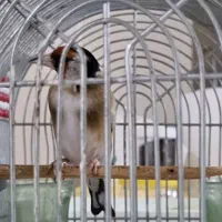 سهره نر جوجه قفس