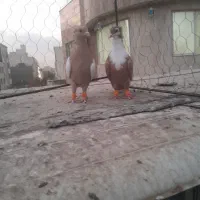 کرباتی زرد نر سینه زرد