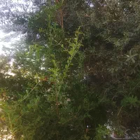 فروش باغچه ۴۳۰متری در فیروزکوه.زرین دشت.دهگردان