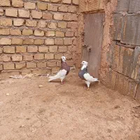 کفتر