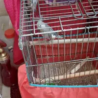 عروس هلندی جفت