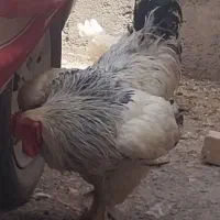 خروس برهمالایت بزرگترین سایزبینظیر تخفیف پا معامله