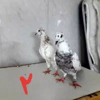 کبوتر پرشی|پرنده|اصفهان, همدانیان|دیوار