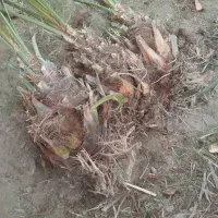 نخل پیارم اماده کاشتن ۱۵۰تاعدد ارسال به سراسر کشور|خدمات باغبانی و درختکاری|جهرم, |دیوار