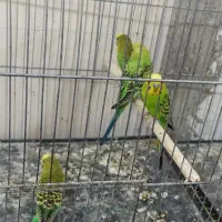 مرغ عشق|پرنده|سراوان, |دیوار