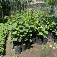 نهال کیوی پایه قوی اصلاح شده خونی سبز طلایی|خدمات باغبانی و درختکاری|آستارا, |دیوار