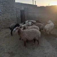 میش گله|حیوانات مزرعه|سبزوار, قصبه شرقی|دیوار