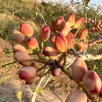 باغ پسته ۲ هکتار ۱۹ ساله