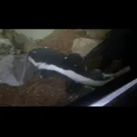 فروش ماهی مانستر و اکواریوم درجه 1|ماهی|ساری, |دیوار