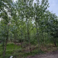645متر باغ/منگوده/سرمایه گذاری
