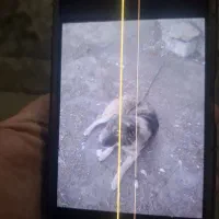 سگ گمشده|حیوانات|میاندوآب, |دیوار