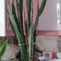 گل طبیعی ومصنوعی