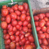 باسلام ابگیری گوجه