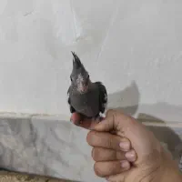 جوجه عروس هلندی|پرنده|شیراز, کوشک میدان|دیوار