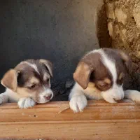 سگ پاکوتاه کوتاه