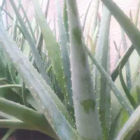 فروش ویژه گلدان های طبیعی آلوئه ورا|گل و گیاه طبیعی|لاهیجان, گلستان|دیوار