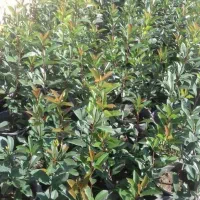 فتونیا .یاس هلندی