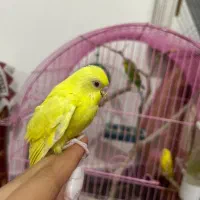 فروش جوجه و مرغ عشق مولد