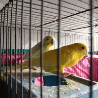 جفت مرغ عشق|پرنده|خرمشهر, |دیوار