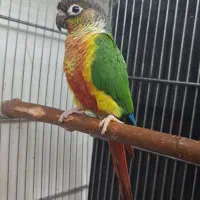 ۲ جفت گرینچیک|پرنده|کارون, |دیوار