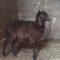 بره نر