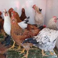 مرغ وخروس اماده