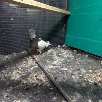 یه جفت سبز چونه سفید به شرط پرش|پرنده|قرچک, مهدیه|دیوار