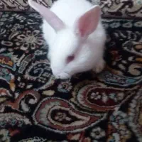 یکعددبچه خرگوش کوچک فرض