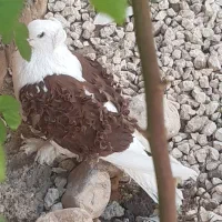 جکسون نر بافر گوسفندی بالا|پرنده|داراب, |دیوار