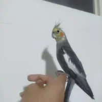 عروس هلندی نر دستی