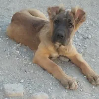 مجموعه سرابی آذربایجان|سگ|تبریز, |دیوار