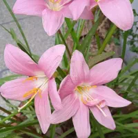 پیاز گل سوسن باران