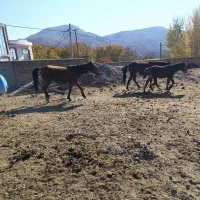 واگذاری اسب