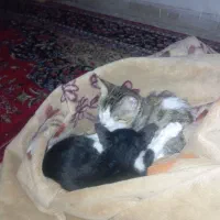 پناهگاه امن برای گربه آسیب دیده