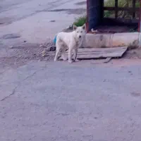 واگذاری سگ نژاد هاسکی نر